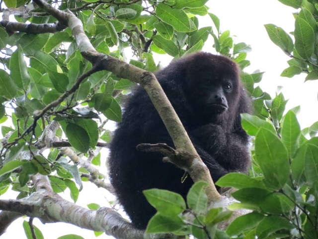  Monkeys from the reserve 